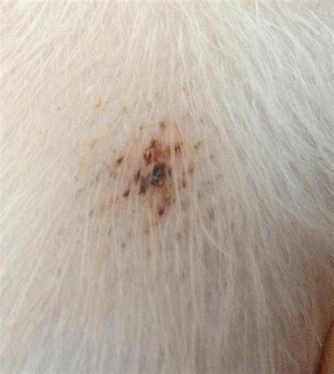 Question About Black Spots On Our Dogs Bellyarmpits 6 Yo Goldendoodle