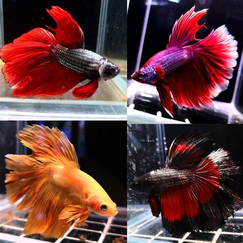 Premium Assorted Delta Tail Betta Male Siamese Fighting Fish