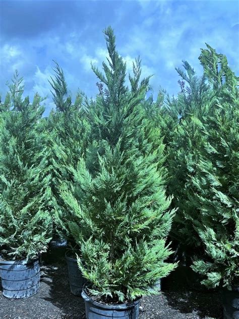 5 6ft Leyland Cypress Fast Growing Privacy Tree Sale Free Delivery