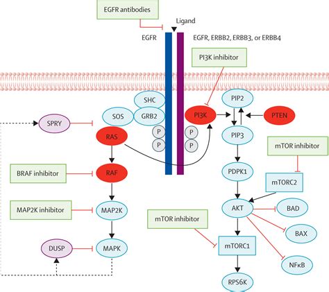 Kras Braf Pik3ca And Pten Mutations Implications For Targeted Therapies In Metastatic