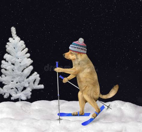Dog Skiing In Winter Forest Stock Image Image Of Snow Holiday 168447209
