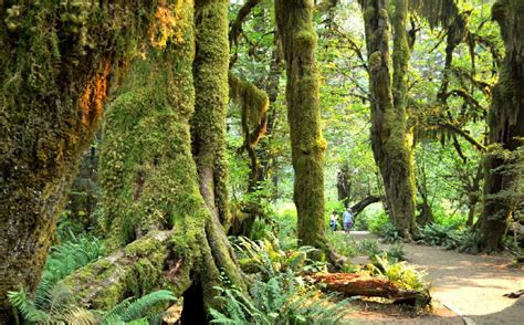15 Top Rated Campgrounds In Olympic National Park Planetware
