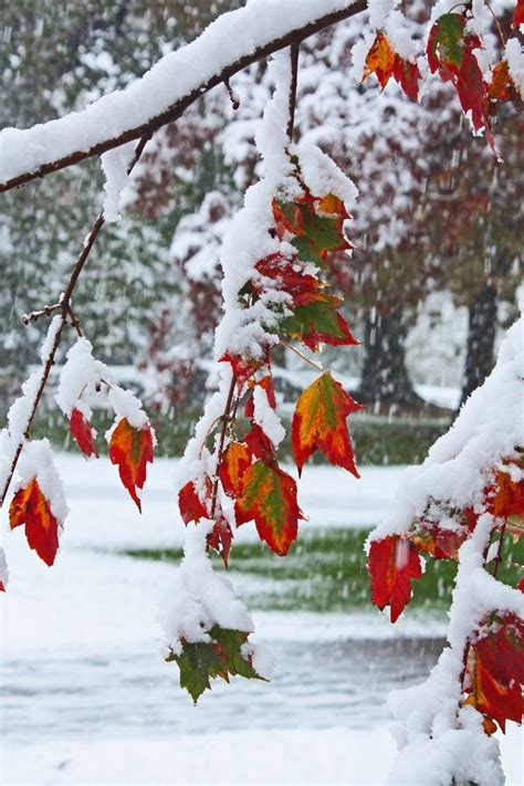 ~beautiful World~ — Autumn Snow Winter Pictures Winter Scenery