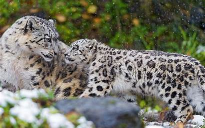 Snow Leopard Animal Background Wallpapers Wall