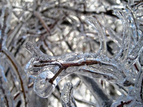 Free Images Branch Snow Cold Winter Leaf Frost Wildlife Ice