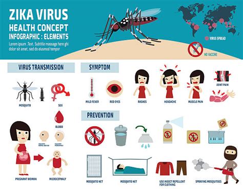 130 Dengue Infographic Stock Illustrations Royalty Free Vector