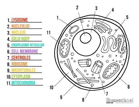 The first is a colored and labeled cell diagram. THIRD CYCLE: d'octubre 2015