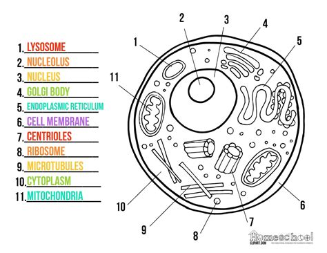 Search through 52278 colorings, dot to dots, tutorials and silhouettes. THIRD CYCLE: d'octubre 2015