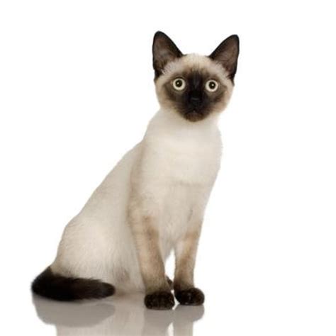 What Age Are Siamese Cats Expected To Live Pets