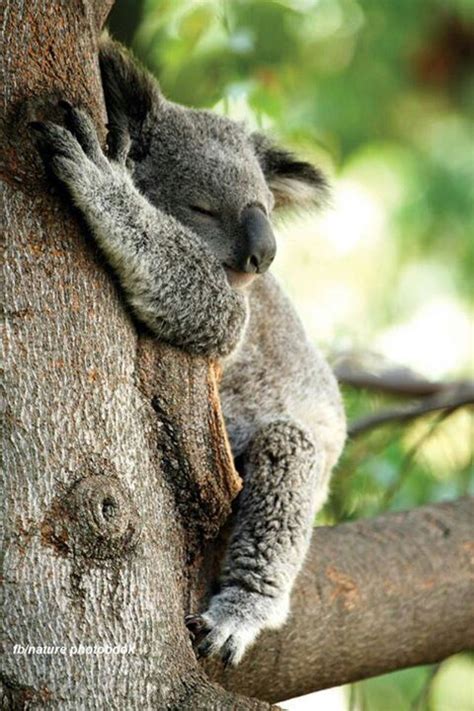 17 Best Images About Koalas On Pinterest Plush Zoos