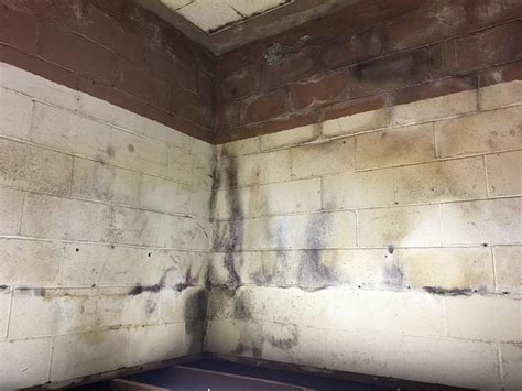 Most homeowners are unaware of the extreme health problems that can be caused by the growth of mold in a basement. Black Mold Removal in Evansville, Owensboro, Newburgh, IN ...