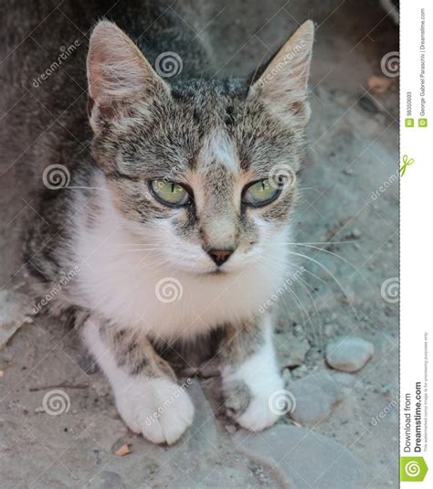 Lovely Cat With Turquoise Eyes Stock Image Image Of Awesome Focused 98350693