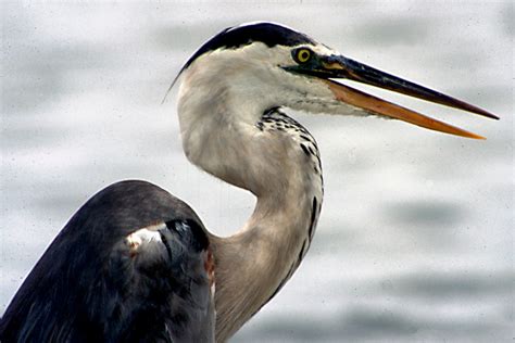 Florida Water Birds A Photographic Guide Wanderwisdom