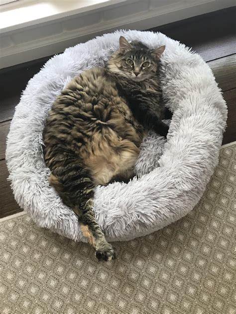 Sylvia Finally Warmed Up To Her New Bed Rdelightfullychubby