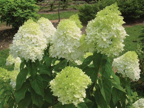 Check spelling or type a new query. Limelight Panicle Hydrangea | Gardening | Pinterest