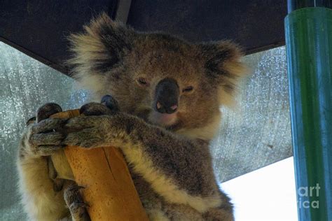 Sleepy Koala 3 Photograph By Naomi Burgess