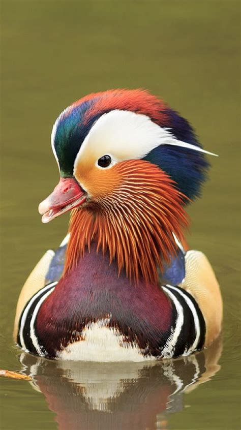 Mandarin Duck Bird Pet Hd Phone Wallpaper Peakpx