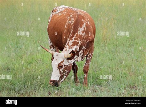 Nguni Cow Indigenous Cattle Breed Of South Africa On Rural Farm