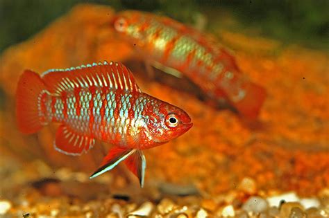 8 Great Tank Mates For Scarlet Badis Compatibility Guide 2023 Hepper