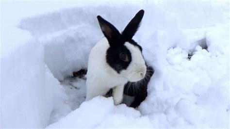 Rabbit Finally Goes Outside In The Snow Youtube