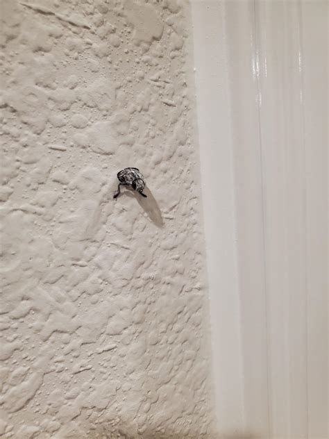 Help What Is This Bug Coming Out Of My Drywall In East Texas R