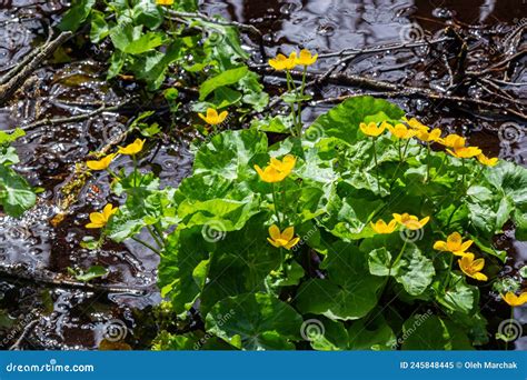 Marsh Marigold Caltha Palustris Yellow Flowers Against The Backdrop Of