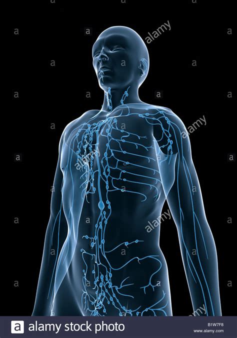 Human Nervous System Diagram Hi Res Stock Photography And Images Alamy