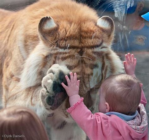 Male Golden Bengal Tiger Interacts With Little Girl At Cougar Mountain