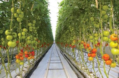 Harnois Greenhouse Commercial Hydroponic Tomato Production Tracks