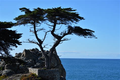 Famous Lone Cypress Loses Limb In Last Weeks Storm Loyalty Traveler