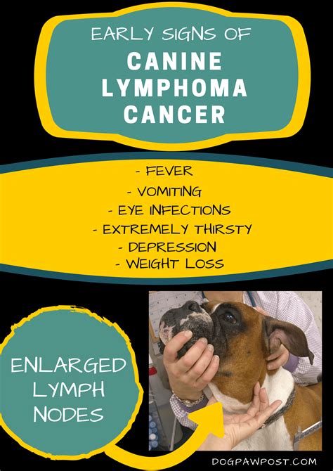 How To Spot Canine Lymphoma Cancer Dog Paw Post