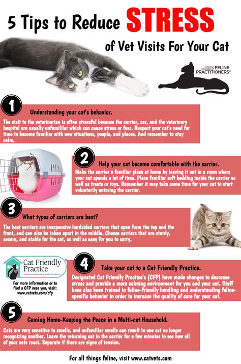5 Tips to Reduce Stress of Vet Visits for Your Cat
