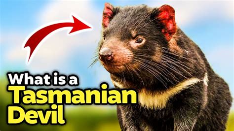 10 Interesting Facts About Tasmanian Devils Youtube