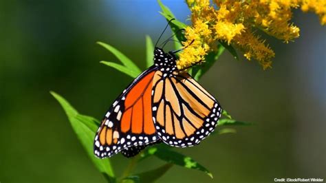 Monarch Butterfly Population Moves Closer To Extinction
