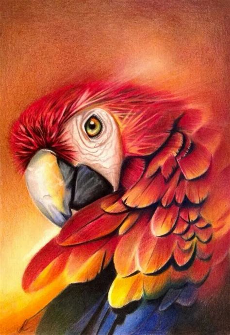 Polychromos Pencils Parrots Art Parrot Painting Birds Painting