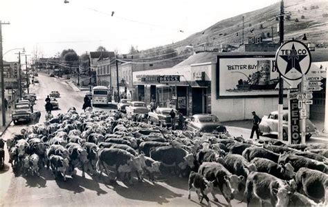 Grant County Oregon Chamber On Instagram 🐄1955 Cattle Drive 📍downtown