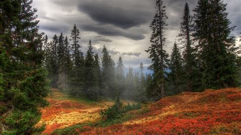Full Hd Wallpaper Forest Mainly Cloudy Fir Tree Fog Autumn Desktop