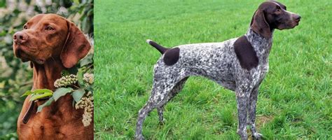 German Wirehaired Pointer And Poodle Mix Cute Of Animals
