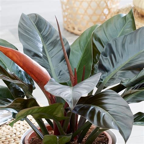 Buy Philodendron Philodendron Imperial Red Delivery By Waitrose Garden