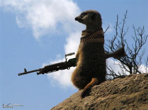 25 Funny War Animal Pictures And Images