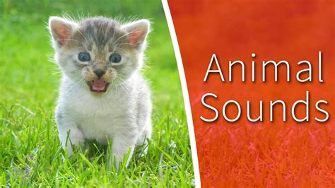 Animal Sounds For Kids 34 Amazing Animals Youtube