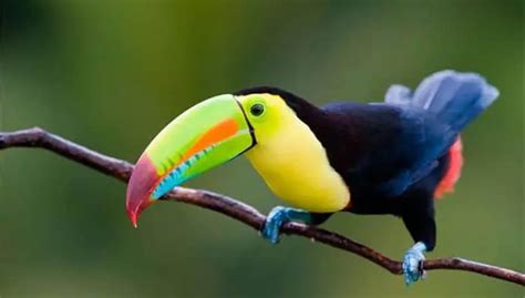 Parque Nacional Tortuguero En Costa Rica 8 Actividades Imperdibles