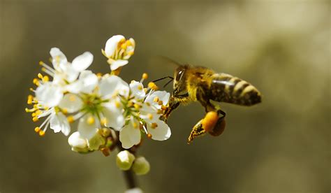 ¿por qué son tan importantes las abejas