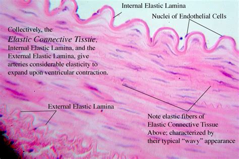 Elastic Connective Tissue