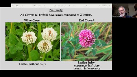 Identifying Wildflowers On Verges Youtube