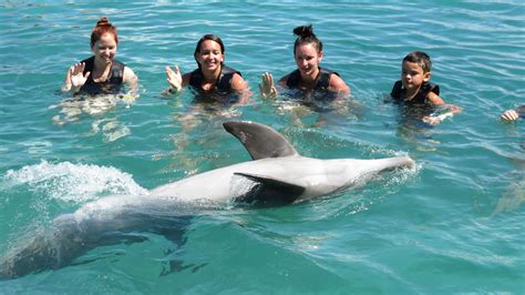 Falmouth Dolphin Swim And Explore Jamaican Experiences With Lunch