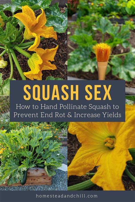 Squash Sex How To Hand Pollinate Squash To Prevent End Rot And Increase Yields ~ Homestead And