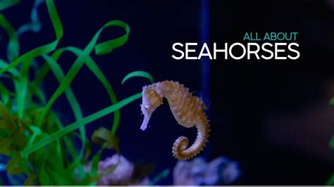 All About Seahorses Youtube