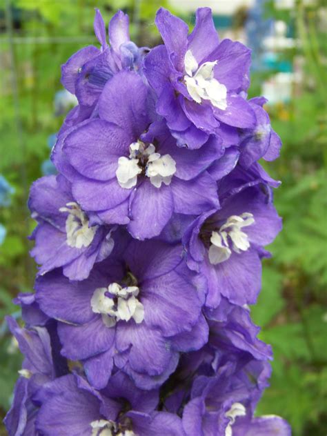 Delphinium Is A Tall Spiky Background Or Foundation Perennial Hardy