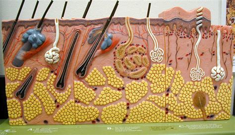 Integumentary System Model Edible Model Of Integumentary System My